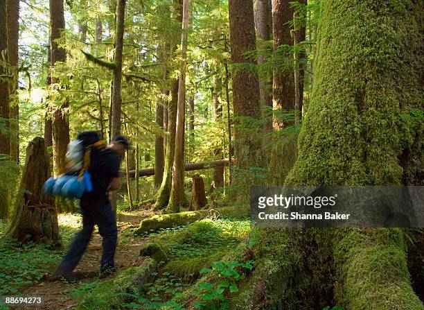 man hiking on rainforest trail - carmanah walbran provincial park stockfoto's en -beelden