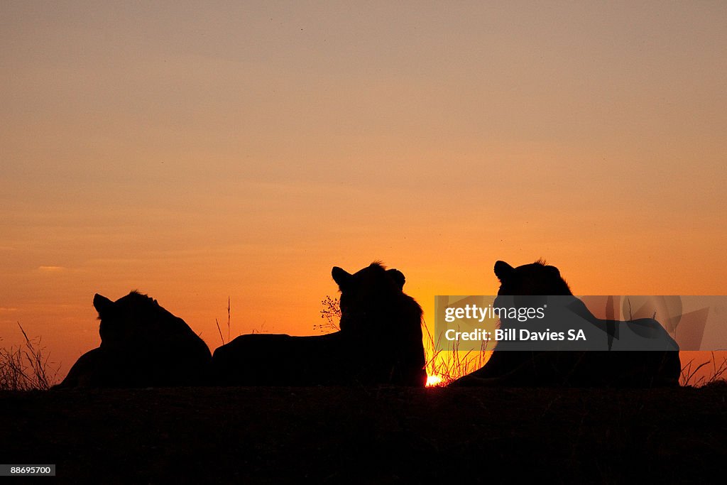 The lions gaze towards the setting sun