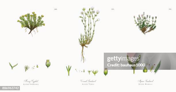 moosige cyphel, alsine cherleria, viktorianischen botanische illustration, 1863 - sandwort stock-grafiken, -clipart, -cartoons und -symbole