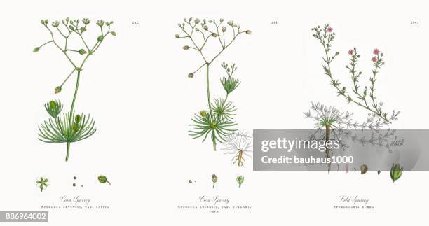 corn spurrey, spergula arvensis, victorian botanical illustration, 1863 - ranunculus isolated stock illustrations
