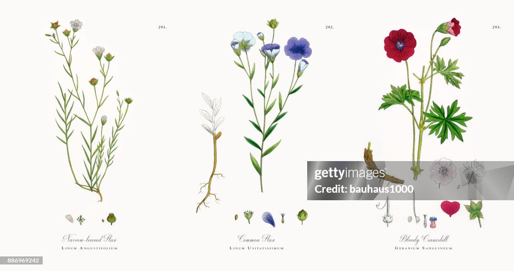 Estreito-com folhas de linho, Linum Angustifolium, ilustração botânica vitoriana, 1863