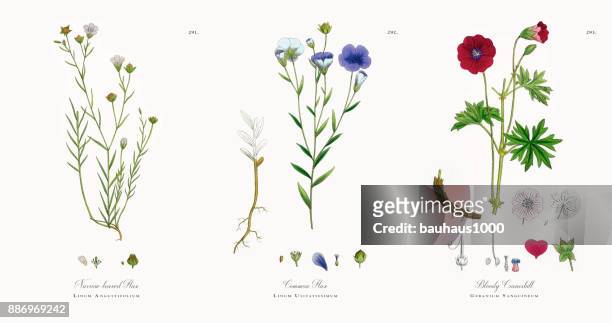 ilustrações, clipart, desenhos animados e ícones de estreito-com folhas de linho, linum angustifolium, ilustração botânica vitoriana, 1863 - jardim ornamental