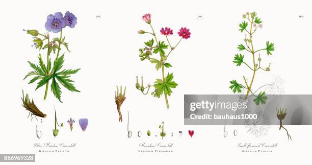 blue meadow cranesbill, geranium pratense, victorian botanical illustration, 1863 - geranium root stock illustrations