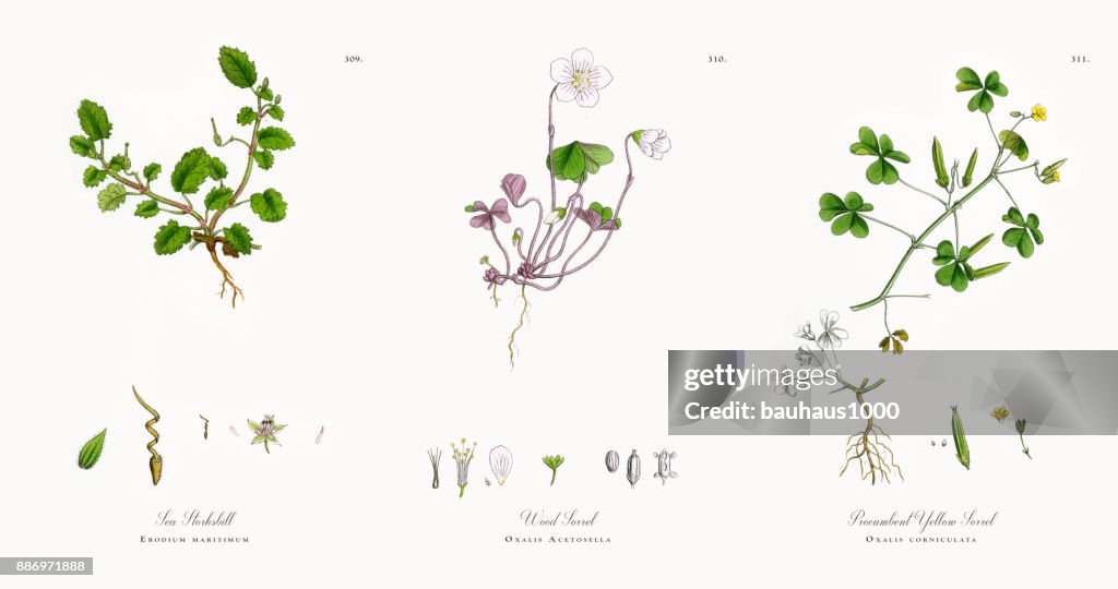 Sea Storksbill, Erodium maritimum, Victorian Botanical Illustration, 1863