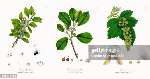 purging buckthorn, rhamnus catharticus, victorian botanical illustration, 1863 - buckthorn stock illustrations