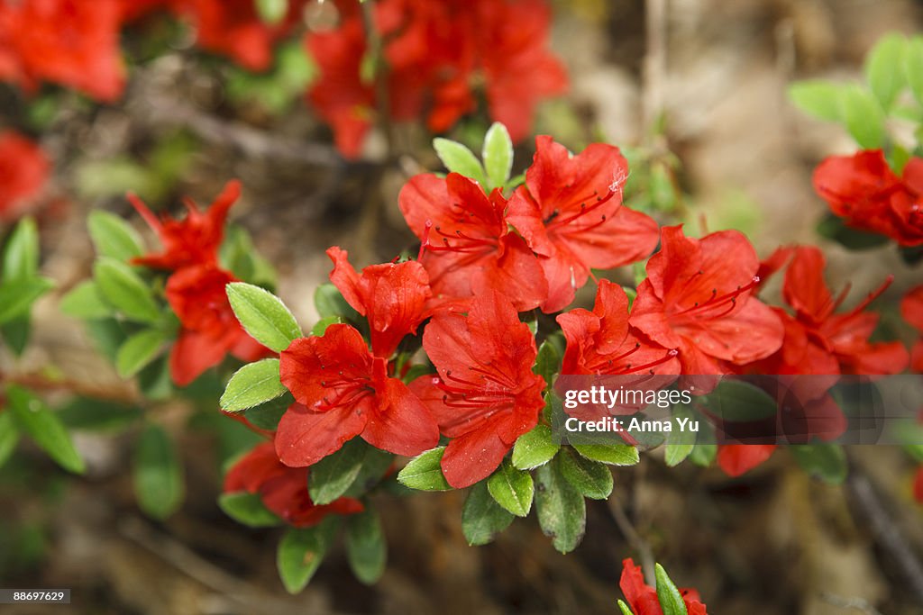  ?Fridoline? (Rhododendron kuis