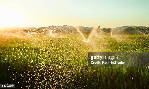 sprinklers watering cornfield - 灌漑設備 ストックフォトと画像