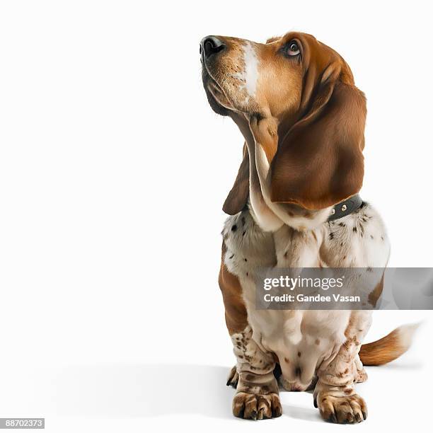 basset hound looking up - basset hound stockfoto's en -beelden