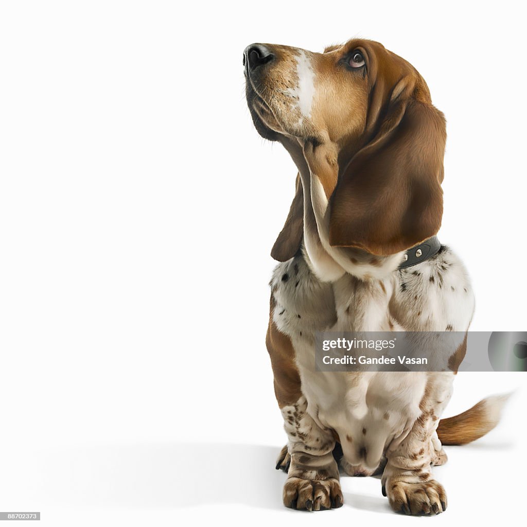 Basset Hound looking up