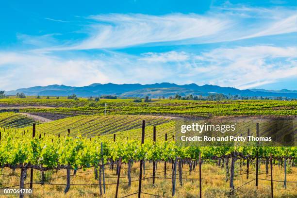 vignoble de printemps de californie dans la vallée de temecula, ca - temecula-california photos et images de collection