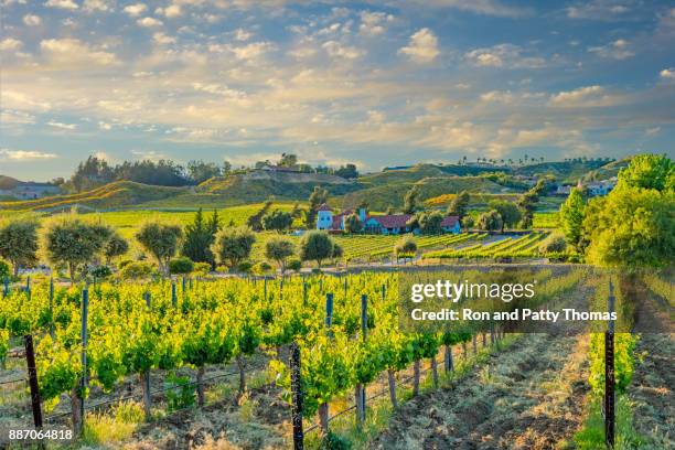 vigneto primaverile della california nella valle di temecula, ca - temecula valley foto e immagini stock