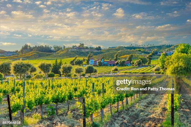 vigneto primaverile della california nella valle di temecula, ca - riverside county foto e immagini stock