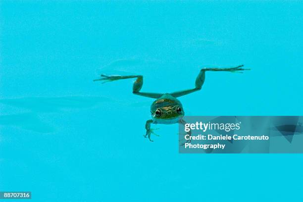 floating green frog - daniele carotenuto fotografías e imágenes de stock