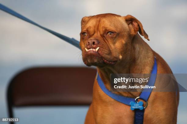 Pabst, a boxer mix, shows off his underbite during the 21st Annual World's Ugliest Dog Contest at the Sonoma-Marin Fair June 26, 2009 in Petaluma,...