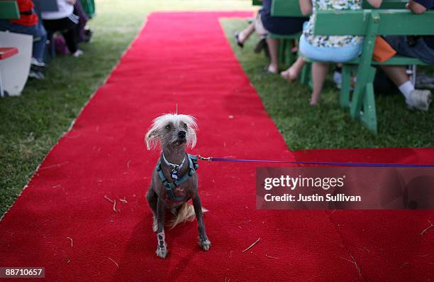 Spam-O-Rama, a Chinese Crested, sits on the red carpet before the start of the 21st Annual World's Ugliest Dog Contest at the Sonoma-Marin Fair June...