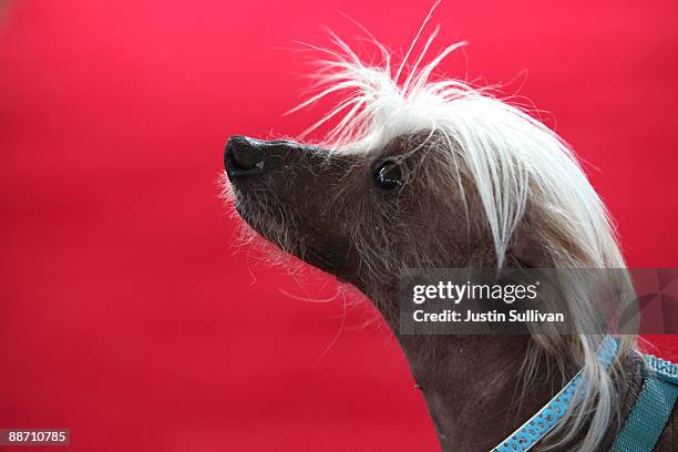 Spam-O-Rama, a Chinese Crested, sits on the red carpet before the start of the 21st Annual World's Ugliest Dog Contest at the Sonoma-Marin Fair June...