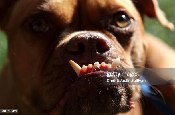 Pabst, a boxer mix, shows off his underbite during the 21st Annual World's Ugliest Dog Contest at the Sonoma-Marin Fair June 26, 2009 in Petaluma,...