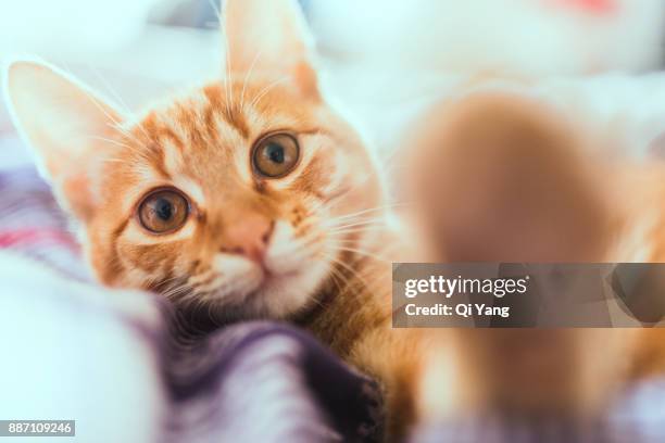 ginger cat selfie - cat selfie stock pictures, royalty-free photos & images