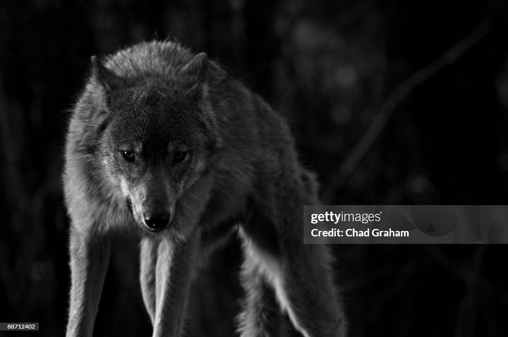 Coastal Wolf