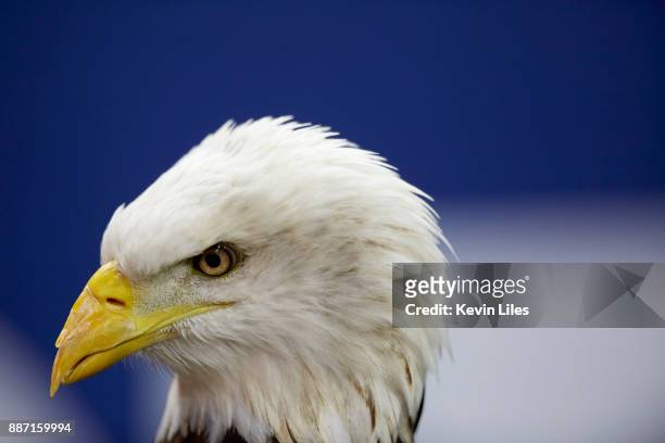 Championship: Closeup of bald eagle's head before Georgia vs Auburn game at Mercedes-Benz Stadium. Atlanta, GA 12/2/2017 CREDIT: Kevin Liles