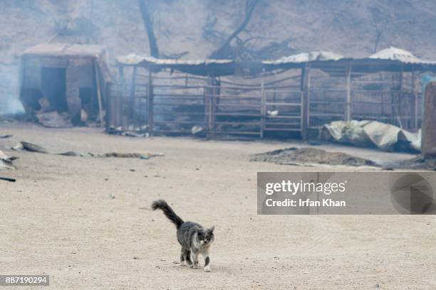 Cat prowls Padilla Ranch on Little Tujunga Road where 29 horses perished in Creek Fire yesterday on December 6, 2017 in Sylmar, California.