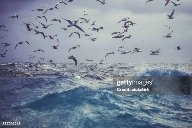 northern gannet bird: feeding frenzy behavior - sula norway stock pictures, royalty-free photos & images