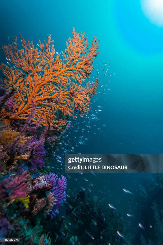 Gorgonian coral under the sunshine