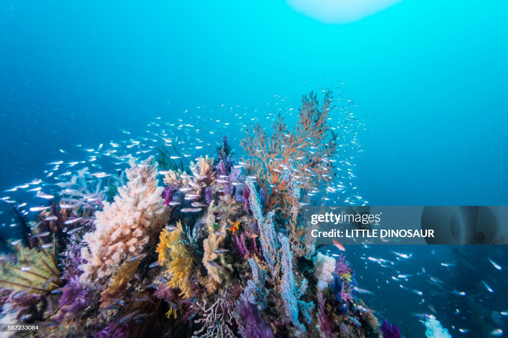 The artificial fish reef covered with a school of fish