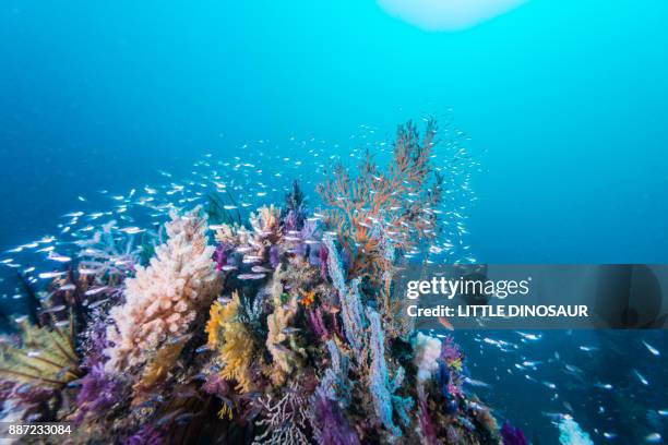 the artificial fish reef covered with a school of fish - sunbeam flower stock pictures, royalty-free photos & images