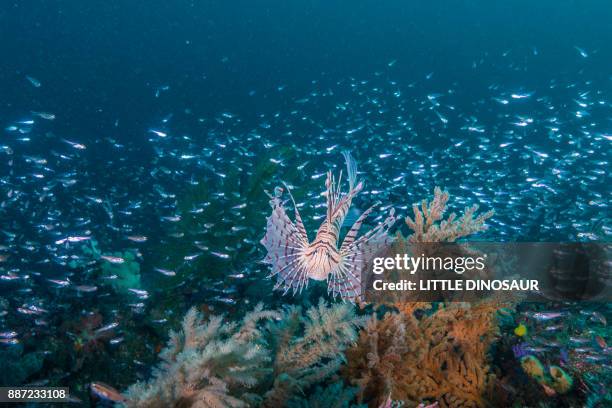 lionfish and a school of tiny fish - zebrafish ストックフォトと画像