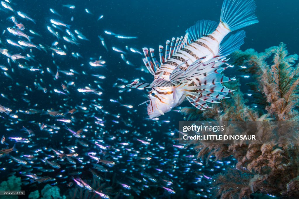 Lionfish hovering in the tiny fish cloud