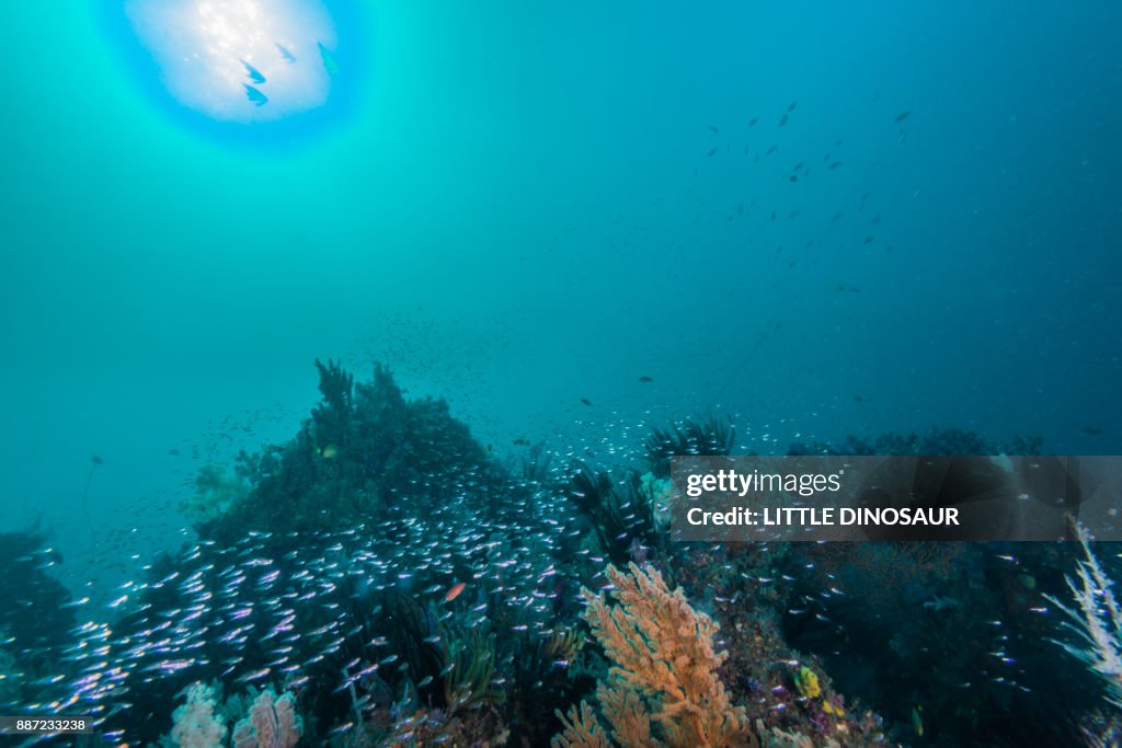 Artificial fish reef under the sun