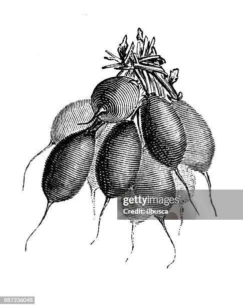 botany vegetables plants antique engraving illustration: radish - radish stock illustrations