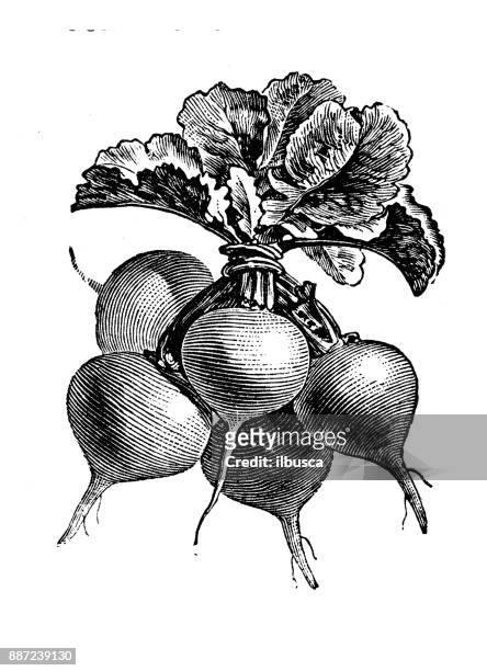 botany vegetables plants antique engraving illustration: yellow or red radish - black and white vegetables stock illustrations
