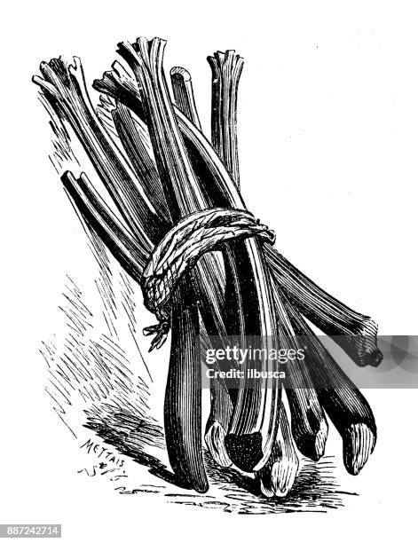 ilustrações de stock, clip art, desenhos animados e ícones de botany vegetables plants antique engraving illustration: rhubarb - rhubarb