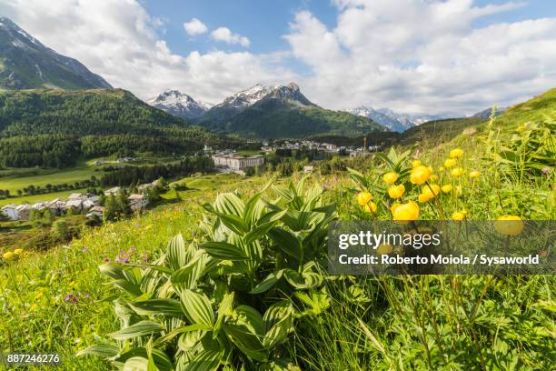 wildflowers in bloom, maloja, switzerland - maloja pass stock pictures, royalty-free photos & images
