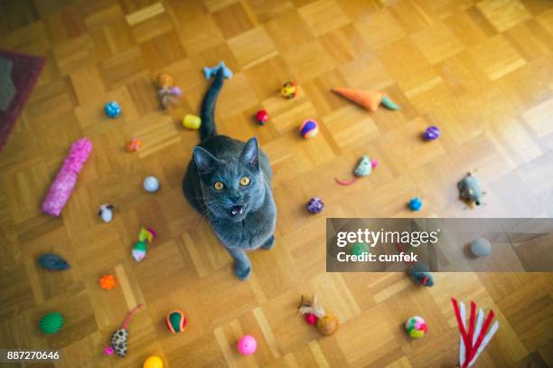 叫んでシャルトリュー猫 - ニャーニャー鳴く ストックフォトと画像