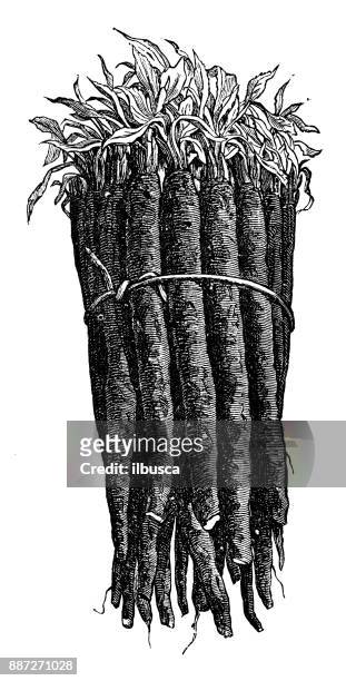 botany vegetables plants antique engraving illustration: scorzonera hispanica (black salsify, spanish salsify) - salsify stock illustrations