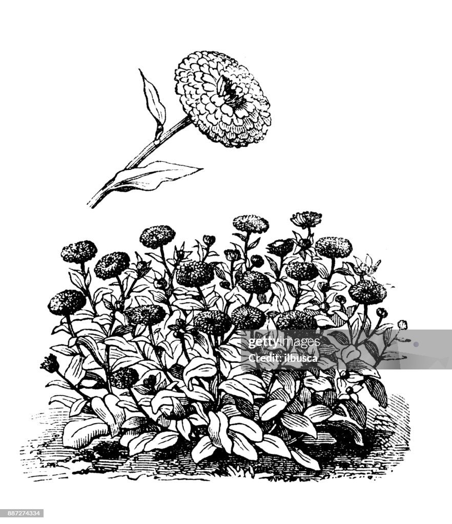 Botany vegetables plants antique engraving illustration: Pot marigold