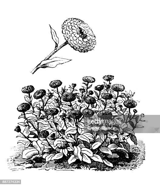 botany vegetables plants antique engraving illustration: pot marigold - pot marigold stock illustrations
