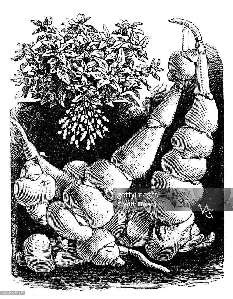 Botany vegetables plants antique engraving illustration: Stachys affinis (crosne, Chinese artichoke, Japanese artichoke, knotroot, artichoke betony)