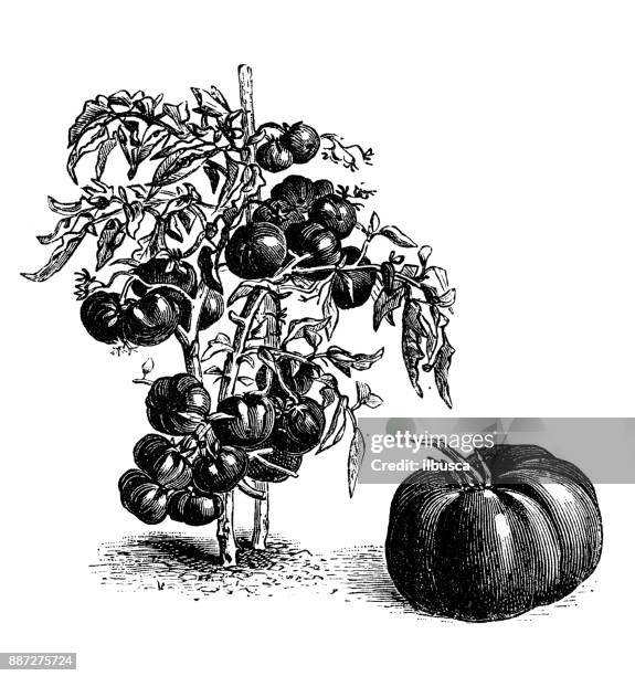 botany vegetables plants antique engraving illustration: red tomato - beefsteak tomato stock illustrations