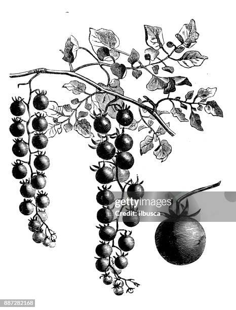 231点のミニトマトイラスト素材 Getty Images 231点のミニトマトイラスト素材 Getty Images