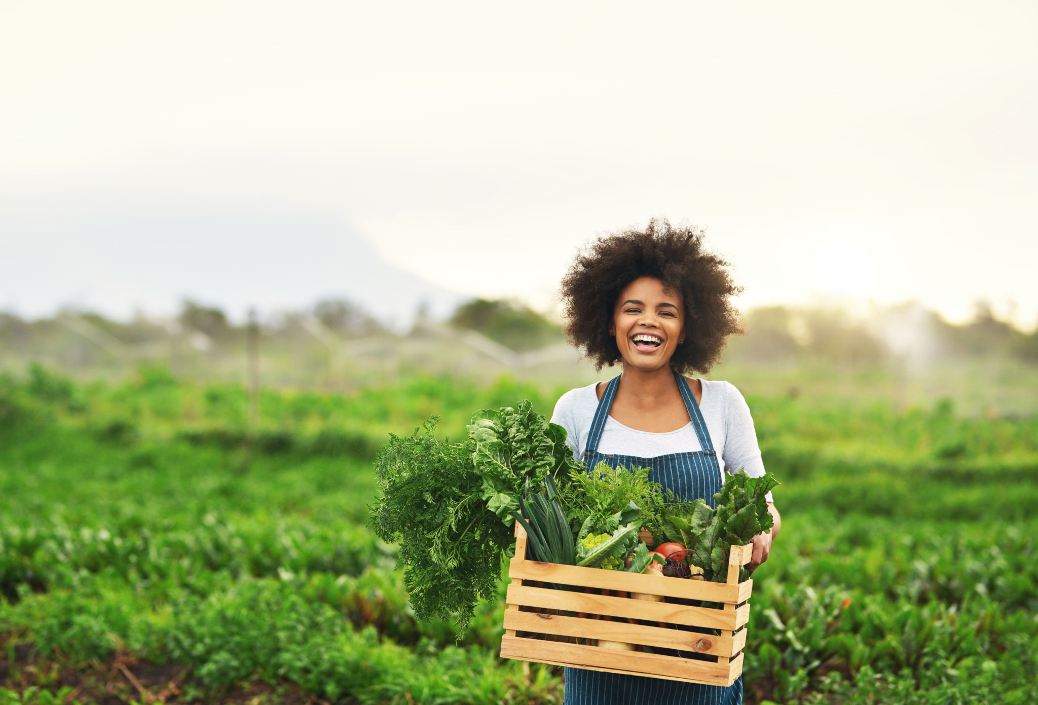 harvest vegetables