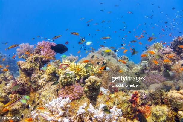 undersea on beautiful coral reef with lot of tropical fish in red sea - marsa alam - egypt - coral hind stock pictures, royalty-free photos & images
