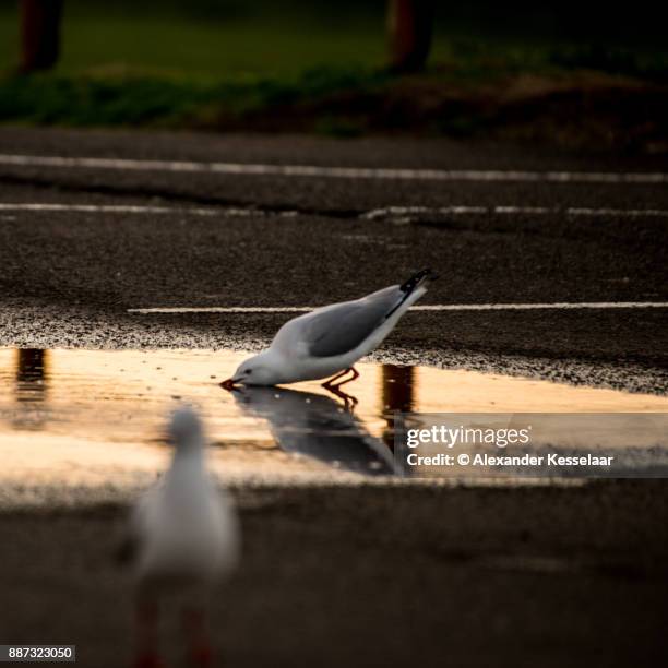 seagull - alexander kesselaar stock pictures, royalty-free photos & images