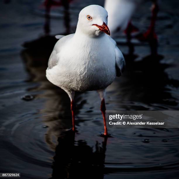 seagull - alexander kesselaar stock-fotos und bilder