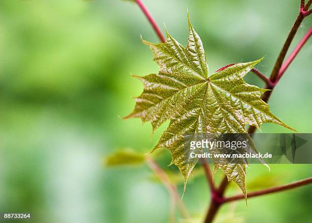 ahornblatt - maple leaf - ahornblatt stock pictures, royalty-free photos & images