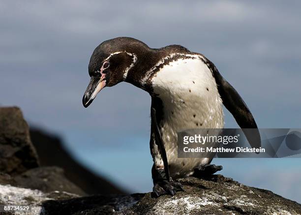 galapagos penguin - galapagos penguin stock pictures, royalty-free photos & images