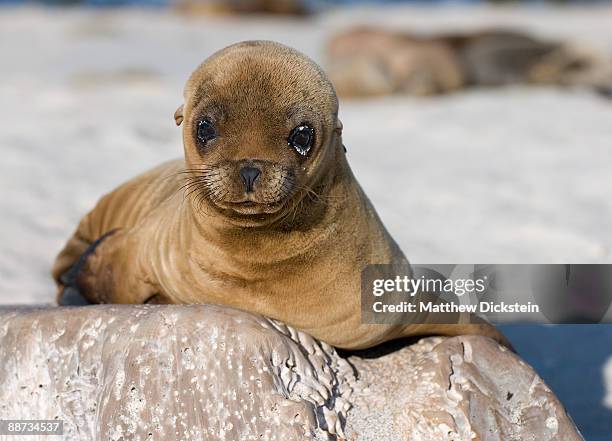 cute baby sea lion - sea lion stockfoto's en -beelden